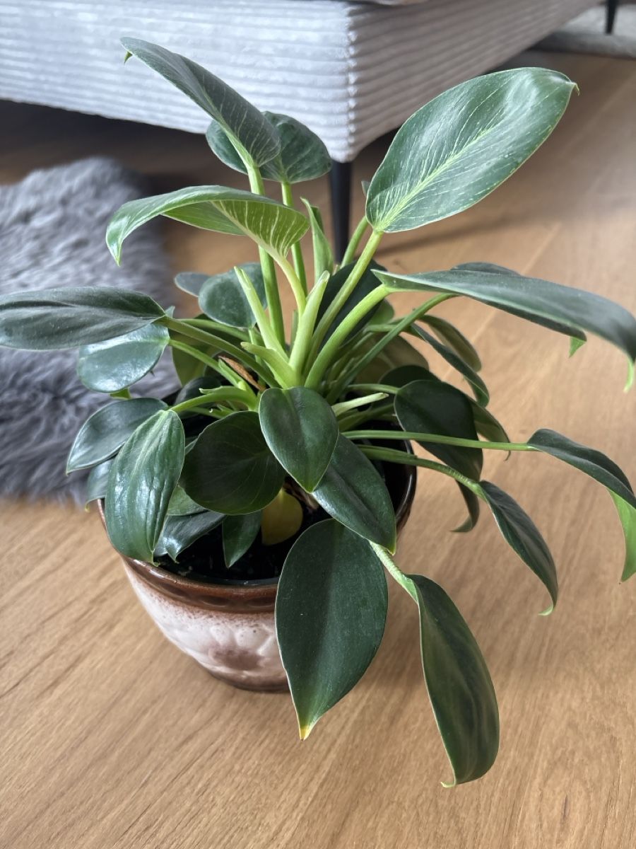 Pflanzen & Samen: Philodendron Birkin 'White Measure'  – Gebraucht aus Zizers von L.Berther