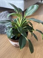 Philodendron Birkin 'White Measure' 
