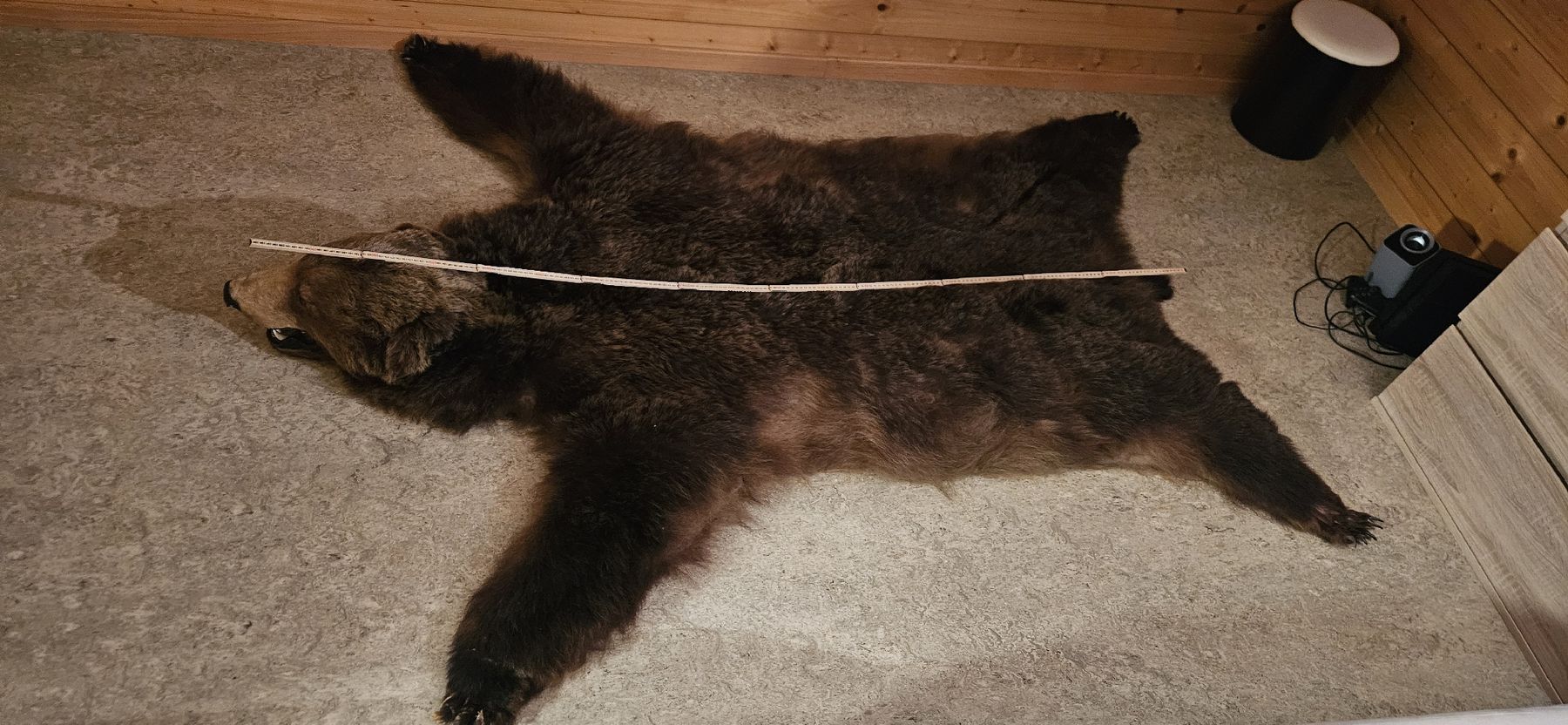 Tapis: bear skin rug – D'occasion à Rougemont par 911__ 2