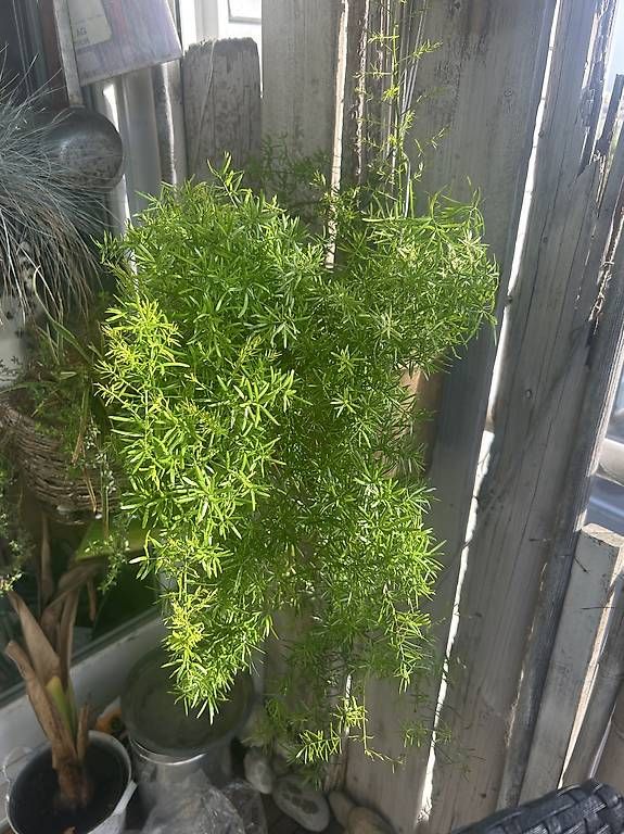 Piante & sementi: Asparagus  – Nuovo e nell'imballaggio originale da Frauenfeld venduto da Irene.Schuppli