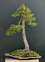 Ausstellungsreife Fichte Bonsai aus den Bergen