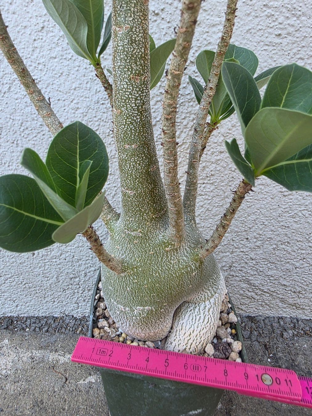 Piante & sementi: Adenium arabicum "Black Hawk" / Wüstenrose Sämling – Usato da Thalheim venduto da silvara01 6
