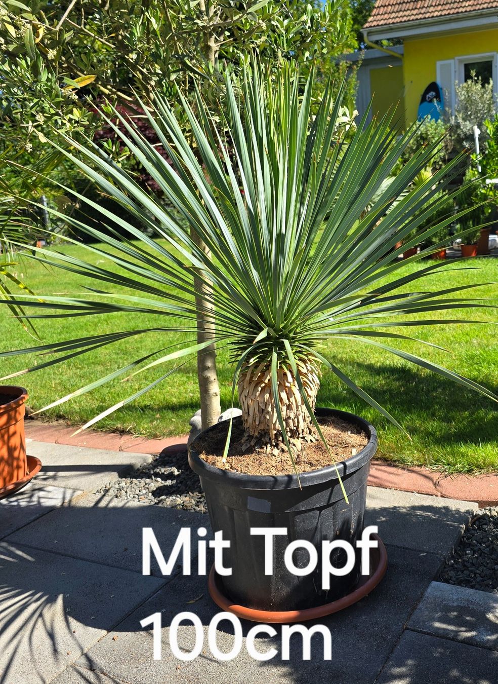 Pflanzen & Samen: Wunderschöne Yucca Rostrata – Gebraucht aus Aarburg von popkorn65