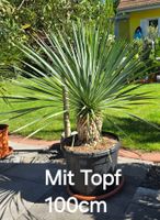 Wunderschöne Yucca Rostrata