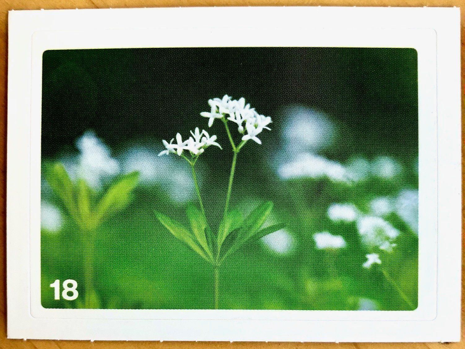 Migros Carte collezionabili: Migros Nature Detectives - Bild Nr. 18 – Nuovo (secondo la descrizione) da Oberrieden venduto da Zimmerberg10
