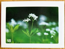 Migros Nature Detectives - Bild Nr. 18