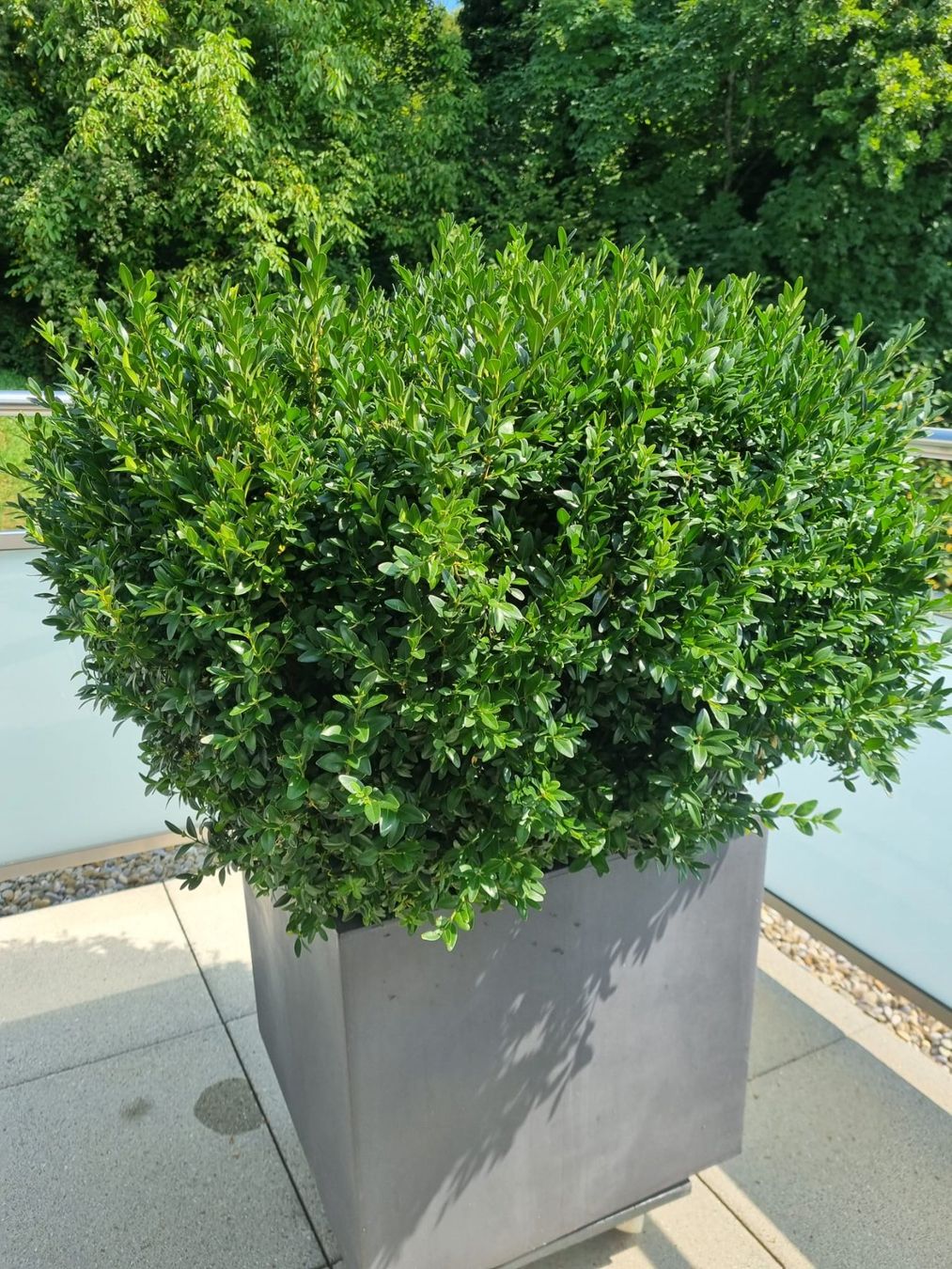 Plantes & graines: Winterfester Buxus – D'occasion à Geuensee par Stuhltisch