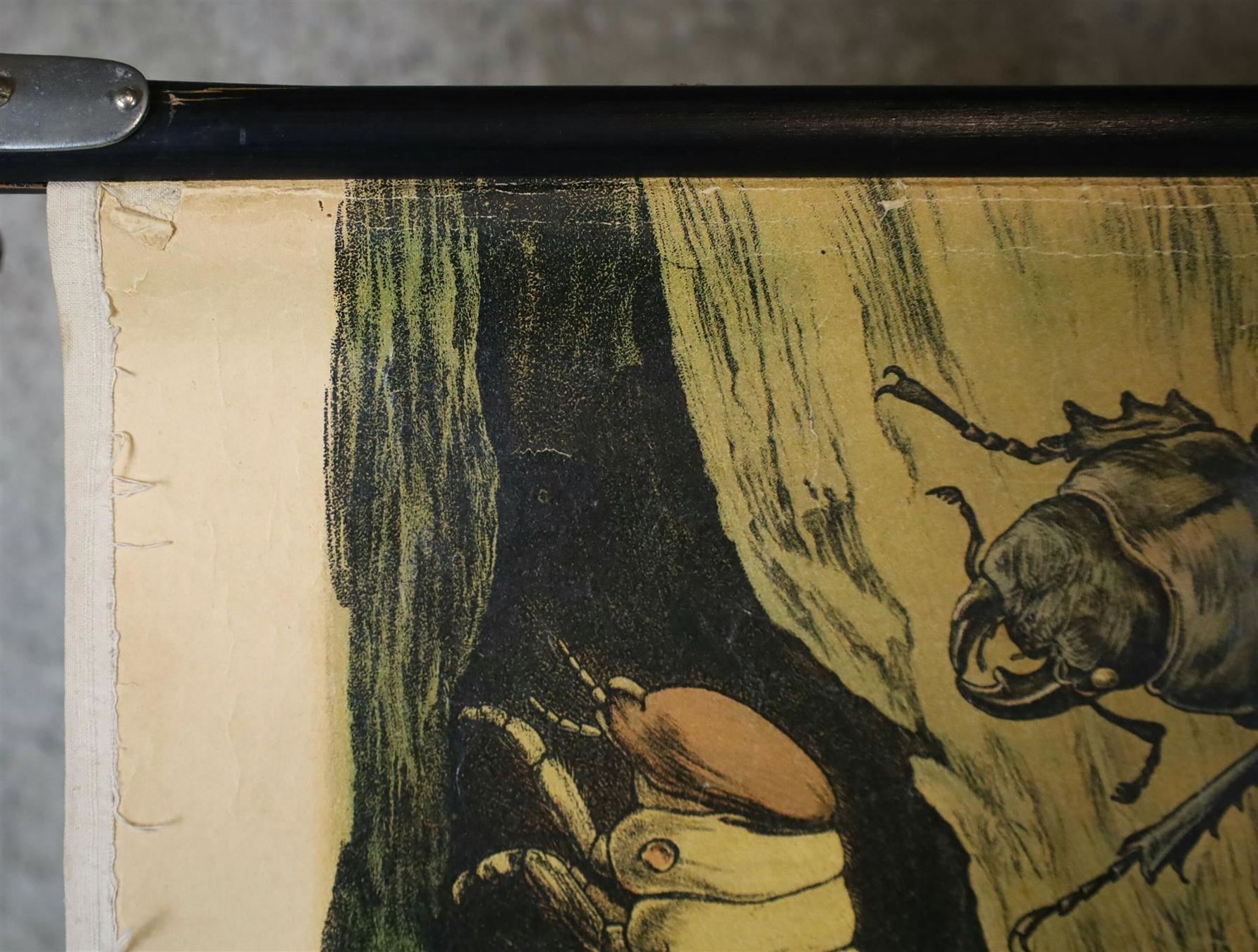 Posters & Illustrations: Schulwandbild "Käfer, Hirschkäfer" – D'occasion à Birrwil par brandschatz_birrwil 6