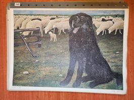 Schulwandbild: Schäferhund mit Schafen von P. Bergmann