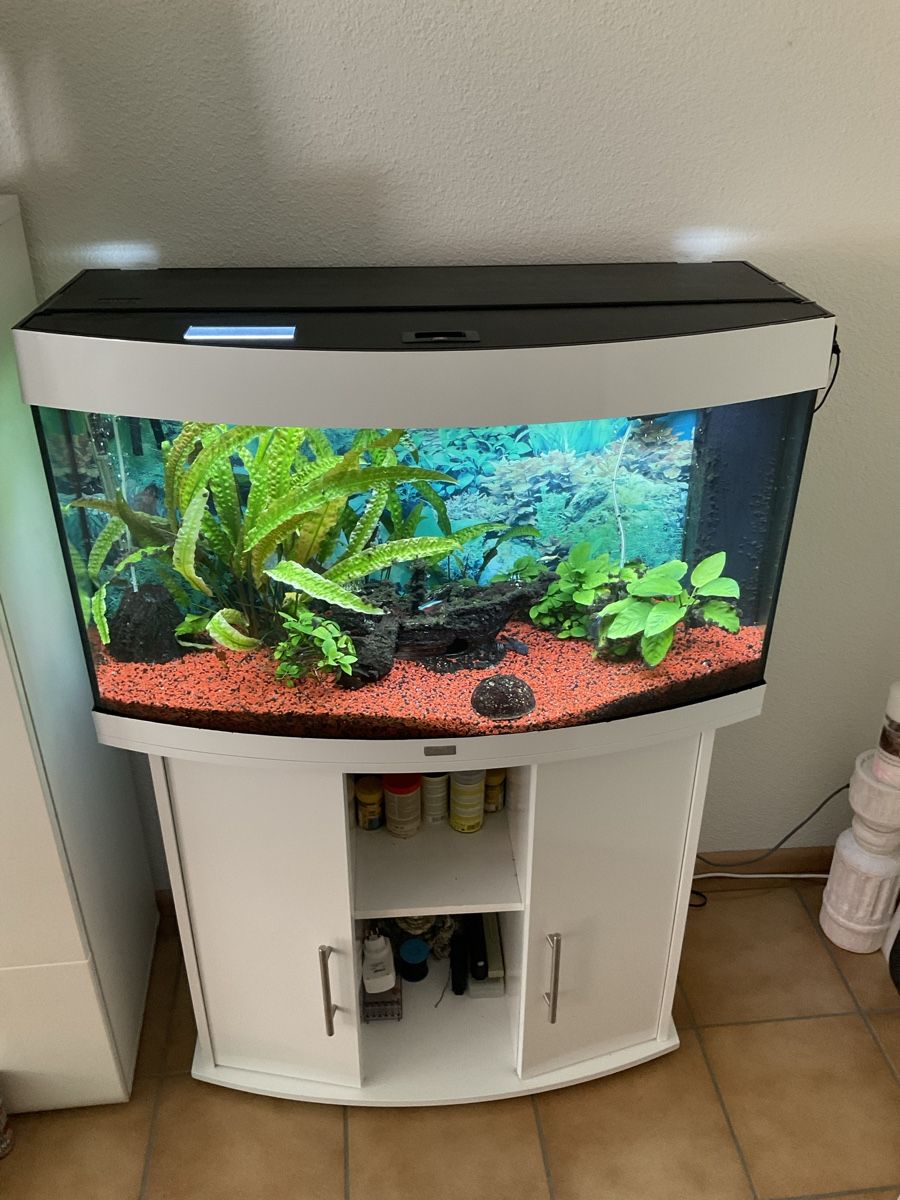 Juwel Acquari: Aquarium Juwel Vision 180 L – Usato da Biberist venduto da duarte09 1
