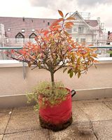 Immergrüne Glanzmispel (Photinia) für Terrasse & Balkon
