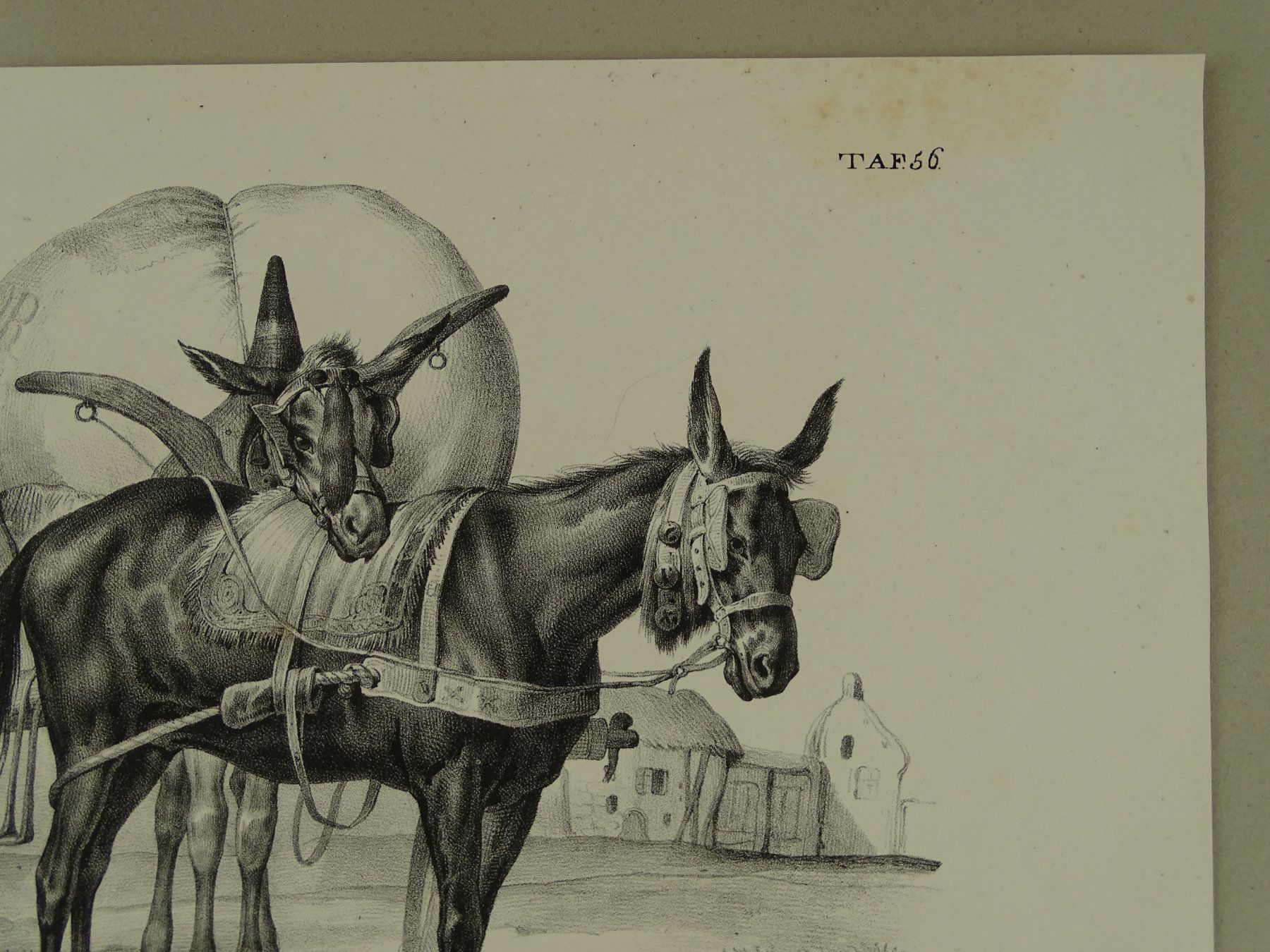 Gravures: MAULESEL, MAULTIER, LITHOGRAPHIE UM 1840 – D'occasion à Grüningen par Kartensammler 4