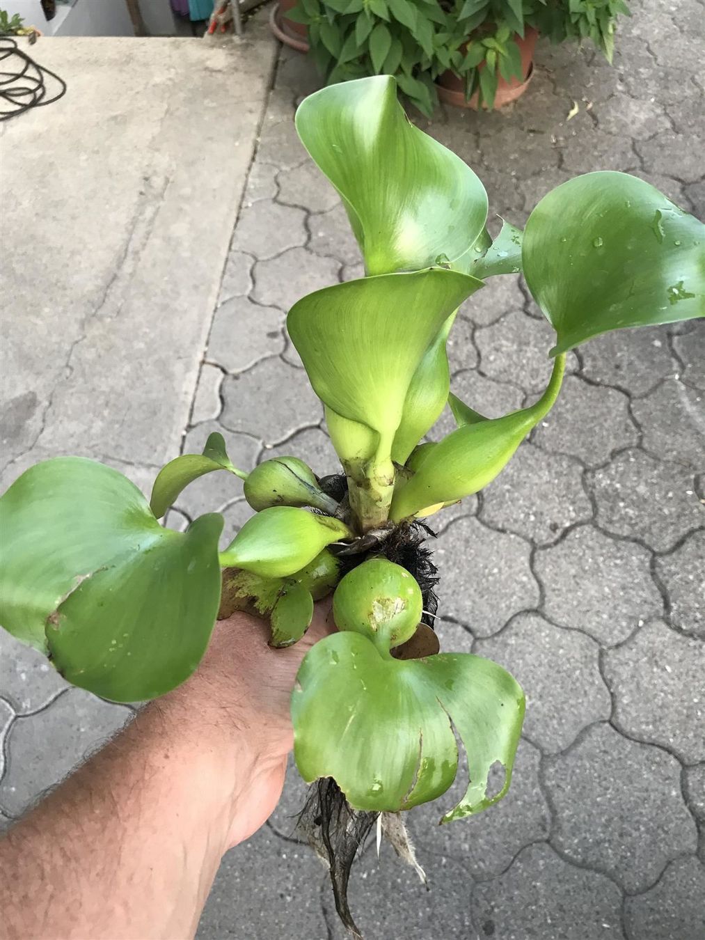 Piante & sementi: Wasserhyazinthe (Eichhornia)! – Nuovo (secondo la descrizione) da Steffisburg venduto da Calceolaria 1