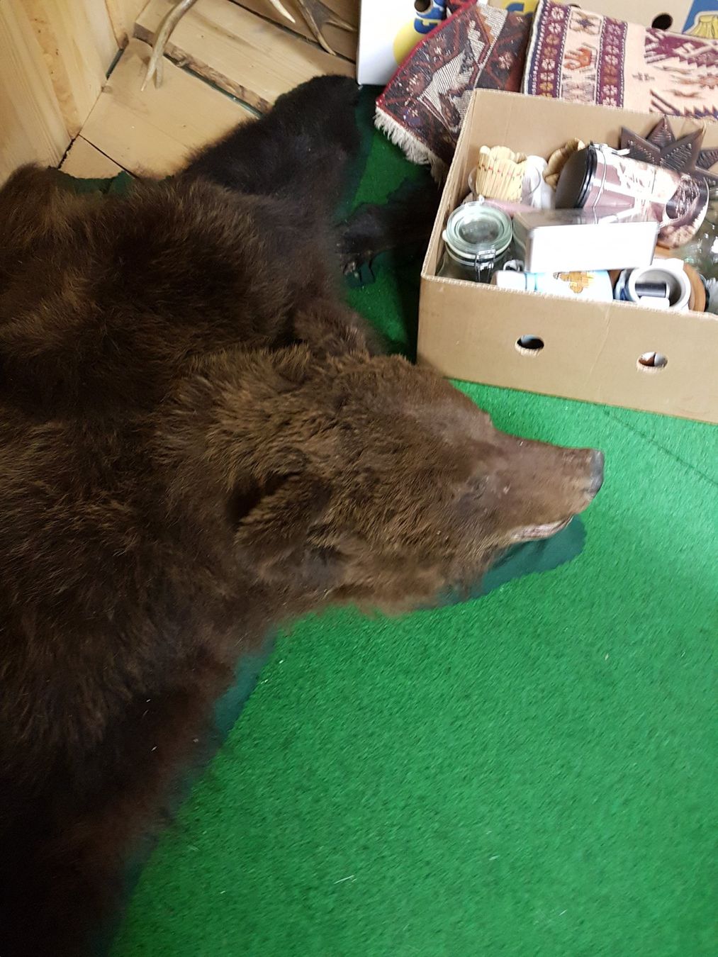 Welt der Tiere: Schöner Bettvorleger aus Kanada – Gebraucht aus Wiesendangen von franz369 1