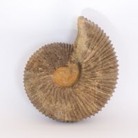 XL Ammonit - Macrocephalites sp. - Solothurn - Schweiz