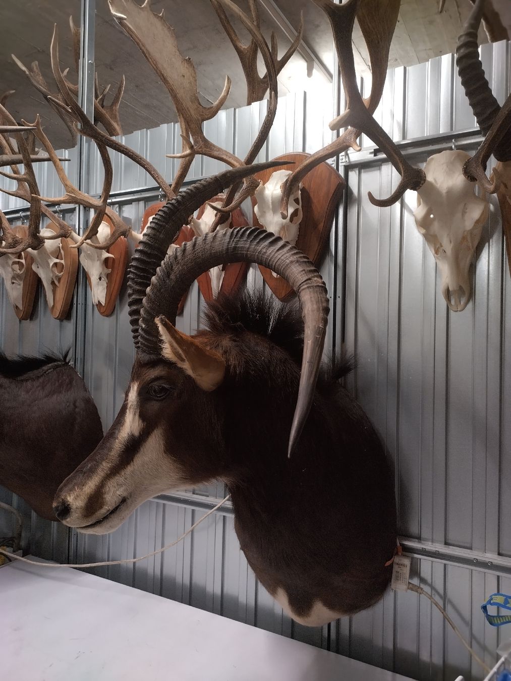 Il mondo degli animali: Top Präparat: abnorme Rappenantilope, Jagdtrophäe – Usato da Wettingen venduto da Bwalti 1