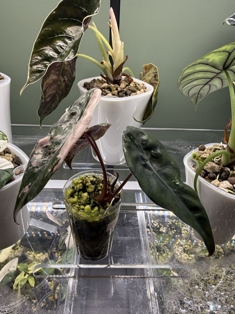 Piante & sementi: Alocasia chantrieri pink – Usato da Bottighofen venduto da narbor46 3