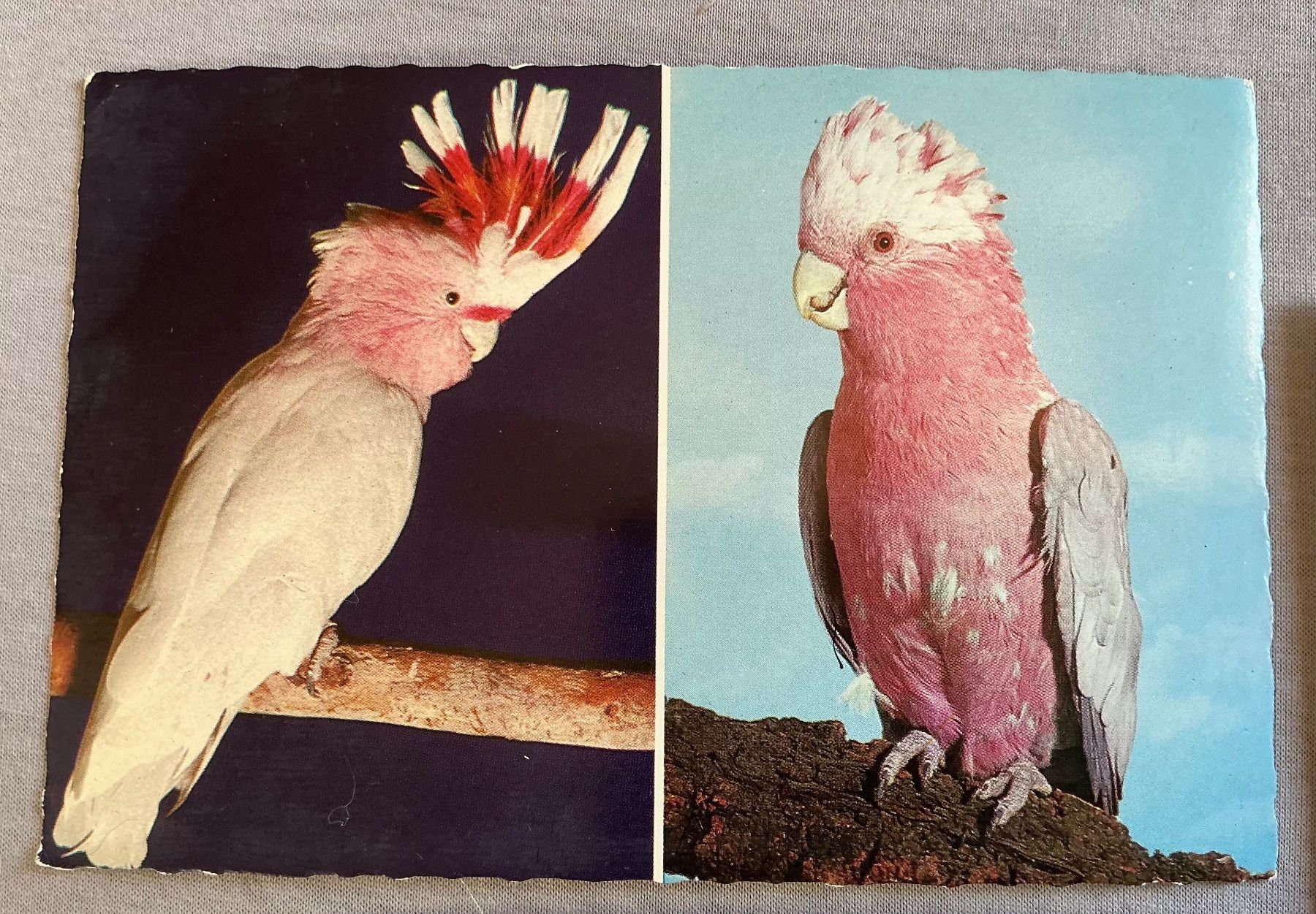 Cartes postales: Postkarten Ansichtskarten von Horst Müller Braunschweig ung. – D'occasion à Stettlen par togram4 1
