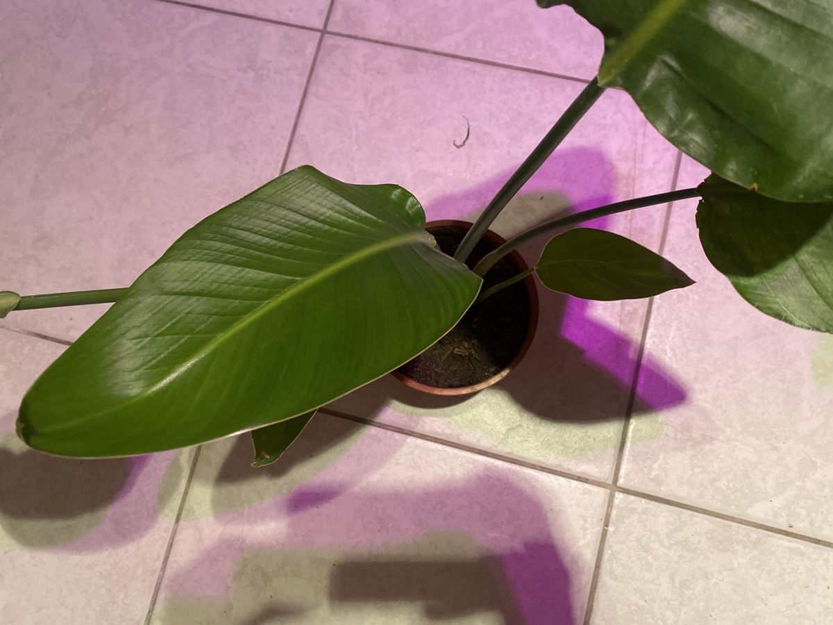 Pflanzen & Samen: 🌿 Strelitzie – Neu (gemäss Beschreibung) aus Altdorf UR von nemio.shop 3