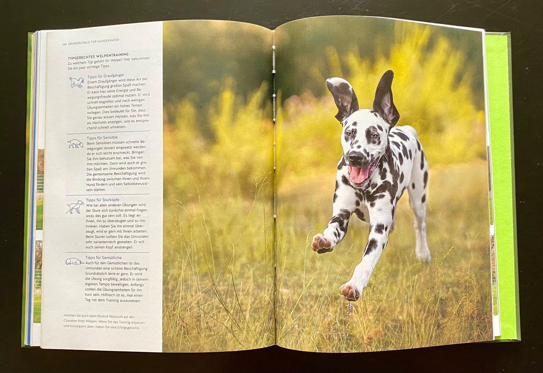 Libri: TYPGERECHTES WELPENTRAINING / André Vogt – Usato da Nussbaumen AG venduto da schuba2000 6
