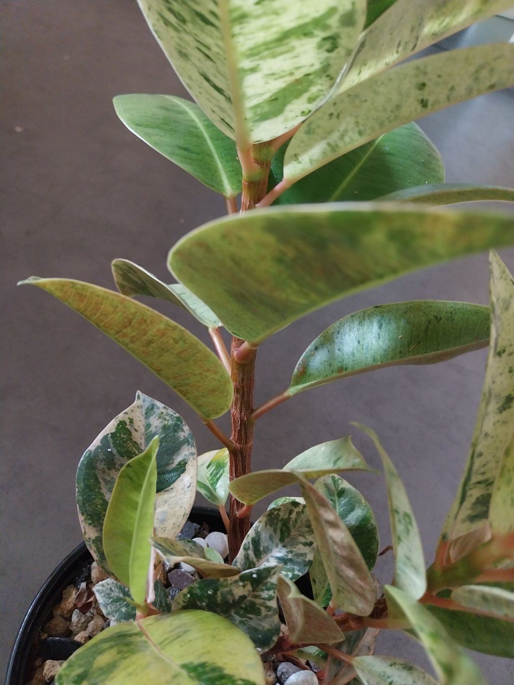 Piante & sementi: Ficus elastica 'Shivereana Moonshine' Kopfsteckling – Usato da Schwaderloch venduto da bademeister79 2