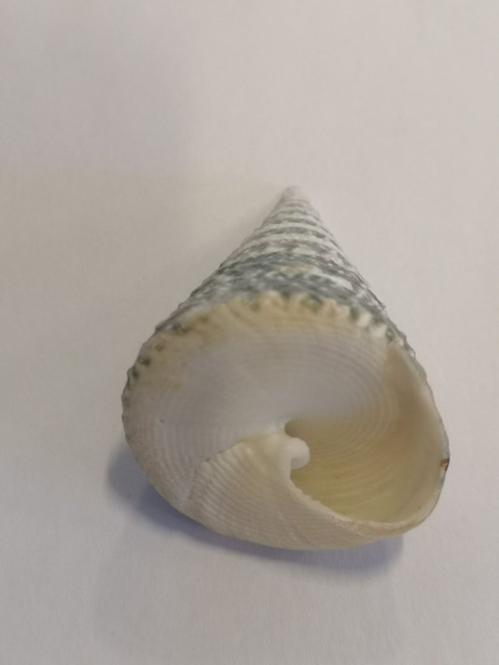 Fossilien: Tectus Triserialis Muschel TROCHOIDEA TEGULIDAE Shell 5,6cm – Neu (gemäss Beschreibung) aus Kloten von Asiatica 5