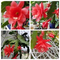 Epiphyllum Blattkaktus Orchideenk. viele kl. Blumen a. Blatt