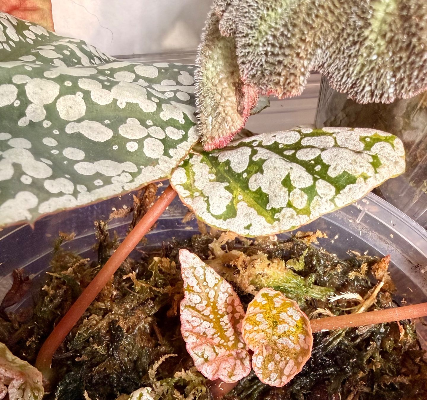 Piante & sementi: Begonia Snow Capped Variegata – Nuovo (secondo la descrizione) da Kaiseraugst venduto da dka_b97z
