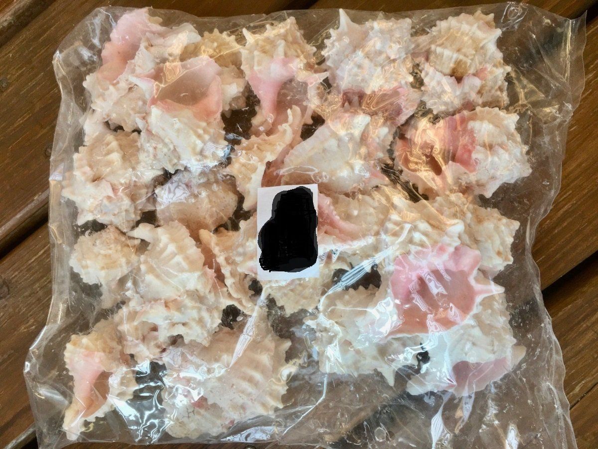 Fossili: Deko Muscheln Typ Murex pink/Neu – Nuovo e nell'imballaggio originale da Volketswil venduto da rubin74 1