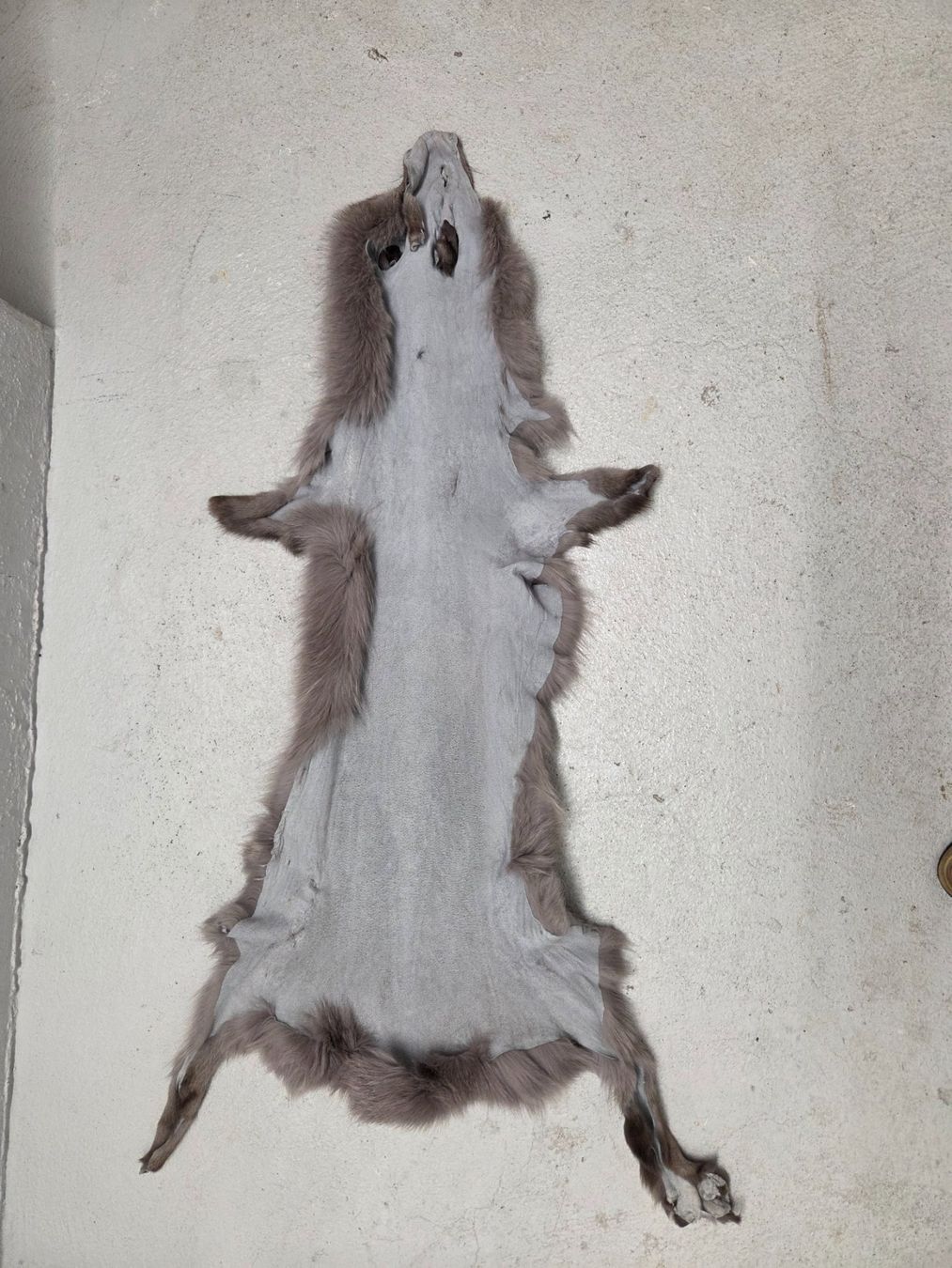 Welt der Tiere: Echtes Fuchsfell/Haut – Gebraucht aus Winterthur von trise80 1