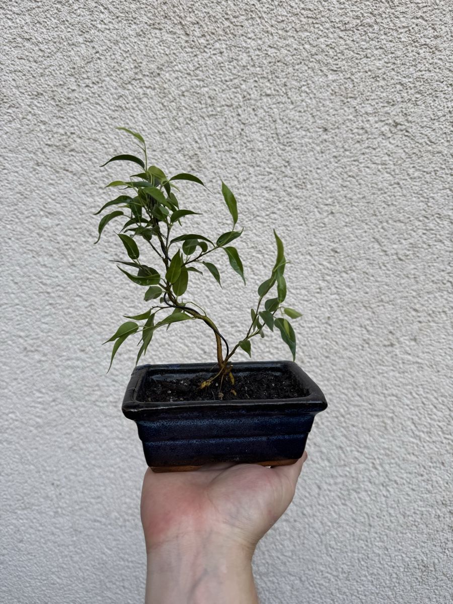 Piante & sementi: Kleiner Ficus Bonsai mit Topf. – Usato da Rümlang venduto da Gruseh.ch