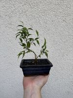 Kleiner Ficus Bonsai mit Topf.