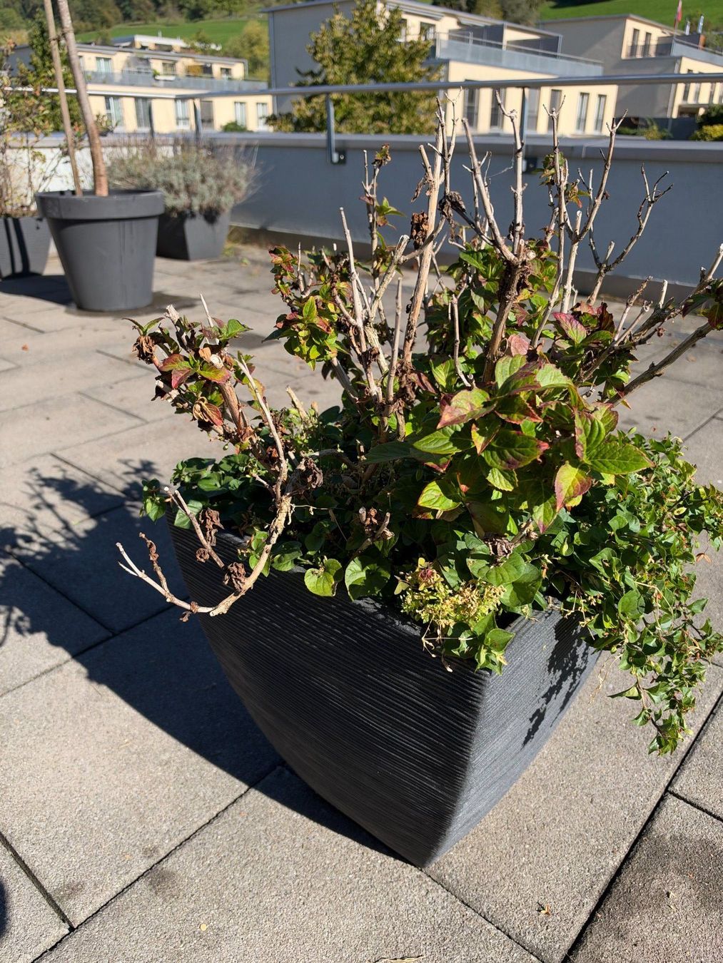Plantes & graines: Hortensie – D'occasion à Root par calmchris 2