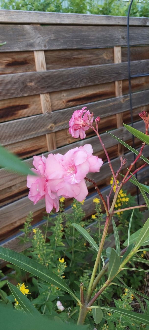 Pflanzen & Samen: Oleander Rosa, Blüten gefüllt – Gebraucht aus Frauenfeld von ma510 4