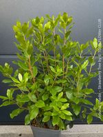 Erdbeerbaum - Arbutus Unedo - immergrün mediterraner Strauch