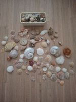 Sehr grosses Lot mit grossen und kleinen Muscheln