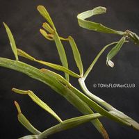 Euphorbia Xylophylloides - einzigartig aus Madagaskar