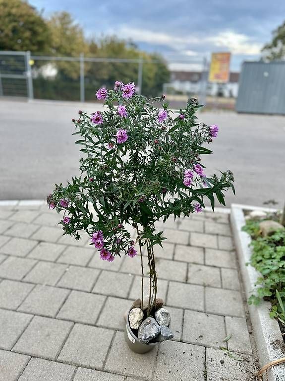 Piante & sementi: Aster Bäumchen  – Nuovo e nell'imballaggio originale da Frauenfeld venduto da ire_q29k