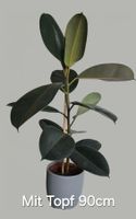 Gummibaum Zimmerpflanze Ficus Elastica