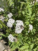 Grosse Baldrian Pflanze, Sommer-Blüte, Insektenmagnet 🌺🐝