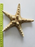 Dekorativer Seestern, echt, natuerlich, fuer Sammler!