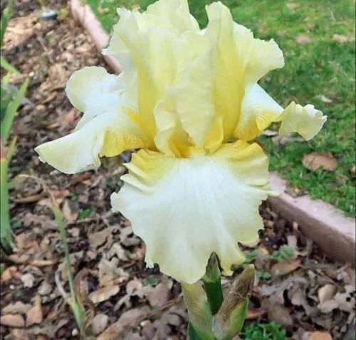 Piante & sementi: Iris 1 bulbe Summer walz – Usato da Lajoux JU venduto da Briard0 1