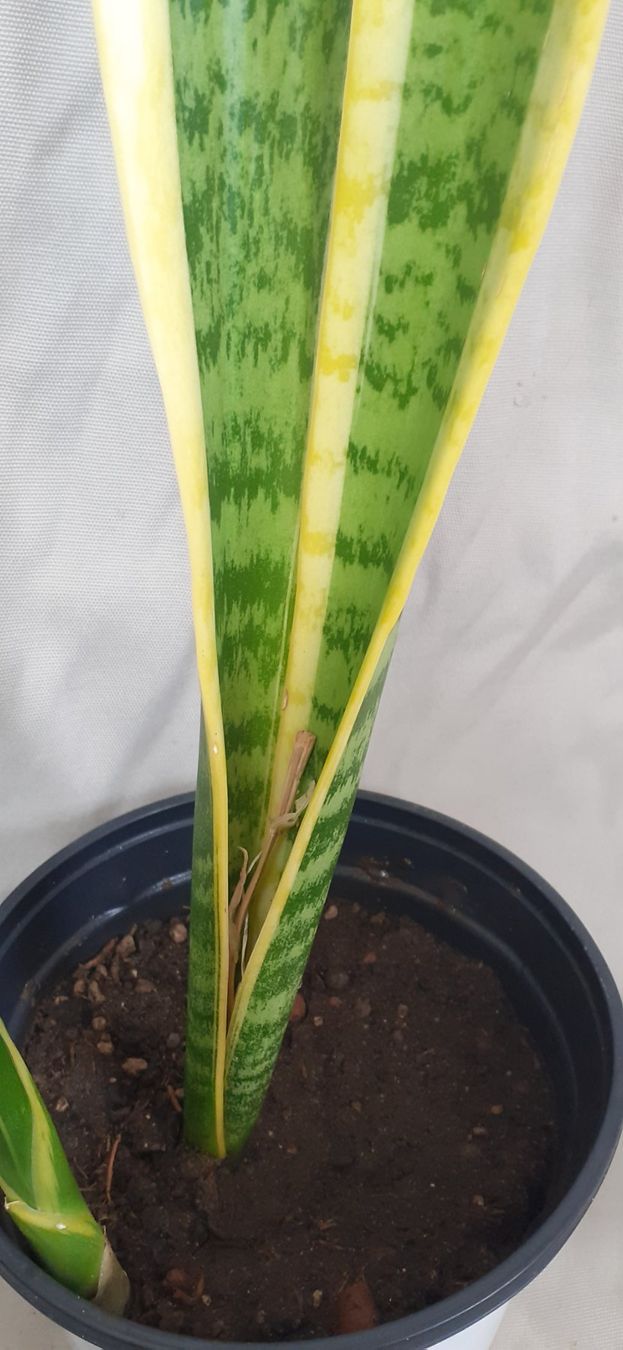 Pflanzen & Samen: Bogenhanf Sansevieria Grösse ca. 70cm, Ableger ca.1 Jahr alt – Neu (gemäss Beschreibung) aus Kilchberg ZH von hobbysale01 1