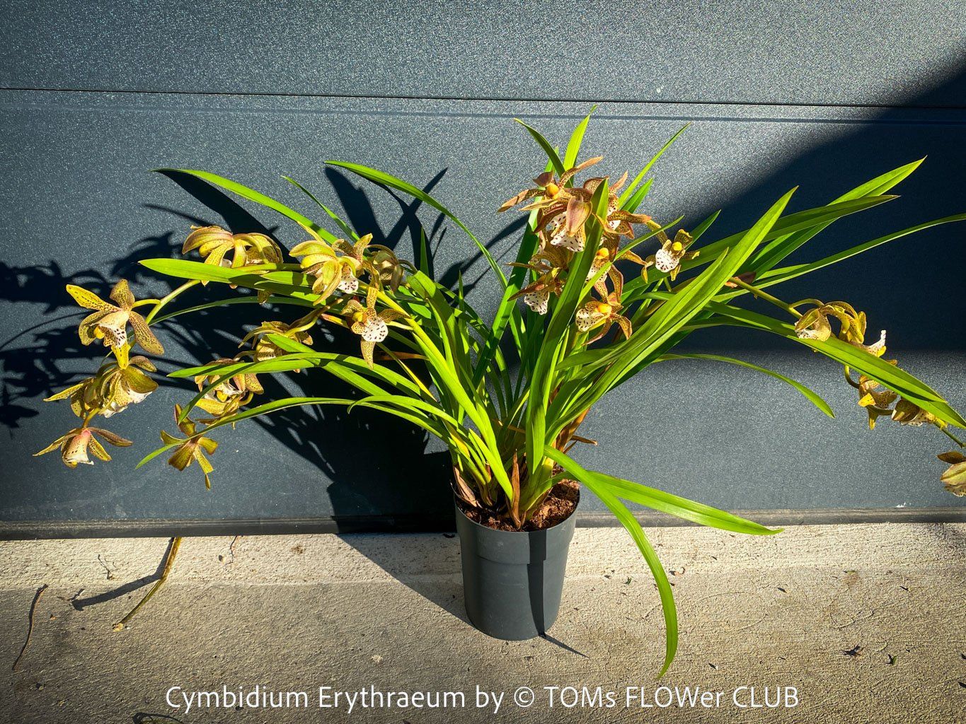 Pflanzen & Samen: Cymbidium Erythraeum - seltene, duftende Orchidee – Neu und originalverpackt aus Adliswil von TAKEYOURPLANT 1