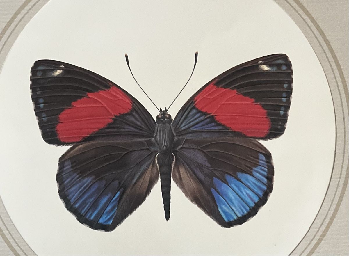 Grafica & Litografie: Original Max Heuberger Schmetterling-Litho, Basel 1975! – Usato da Riehen venduto da mcmal 4