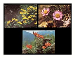 FLEURS - 1970 "Pro Infirmis" (Lot de 3x C.P.)