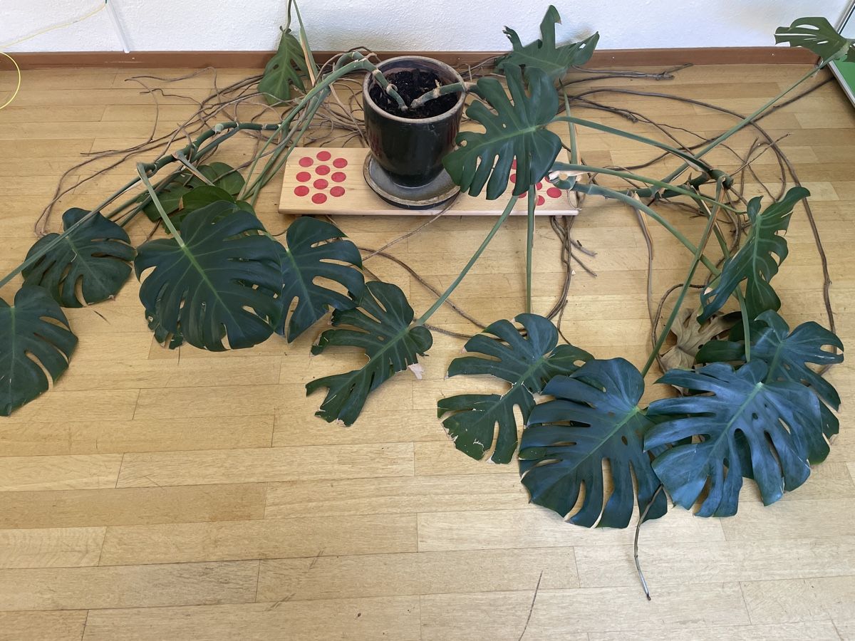 Plantes & graines: Monstera Pflanze – D'occasion à Zürich par NutzD