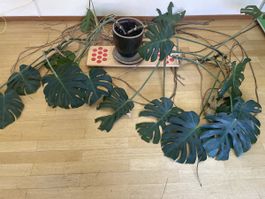 Monstera Pflanze