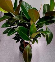Schöne Zierpflanze XL : 80 -100 cm "FICUS ELASTICA"🌱  Belle