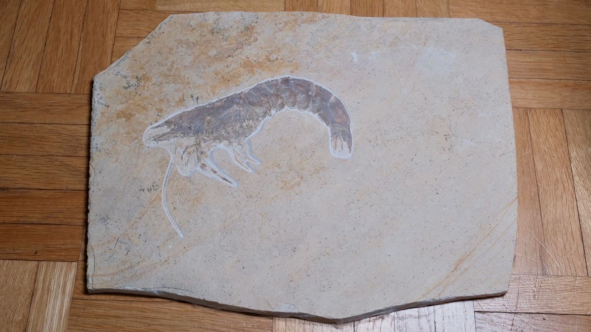 Fossilien: Fossil - Antrimpos sp. – Gebraucht aus Biel/Bienne von nimmes